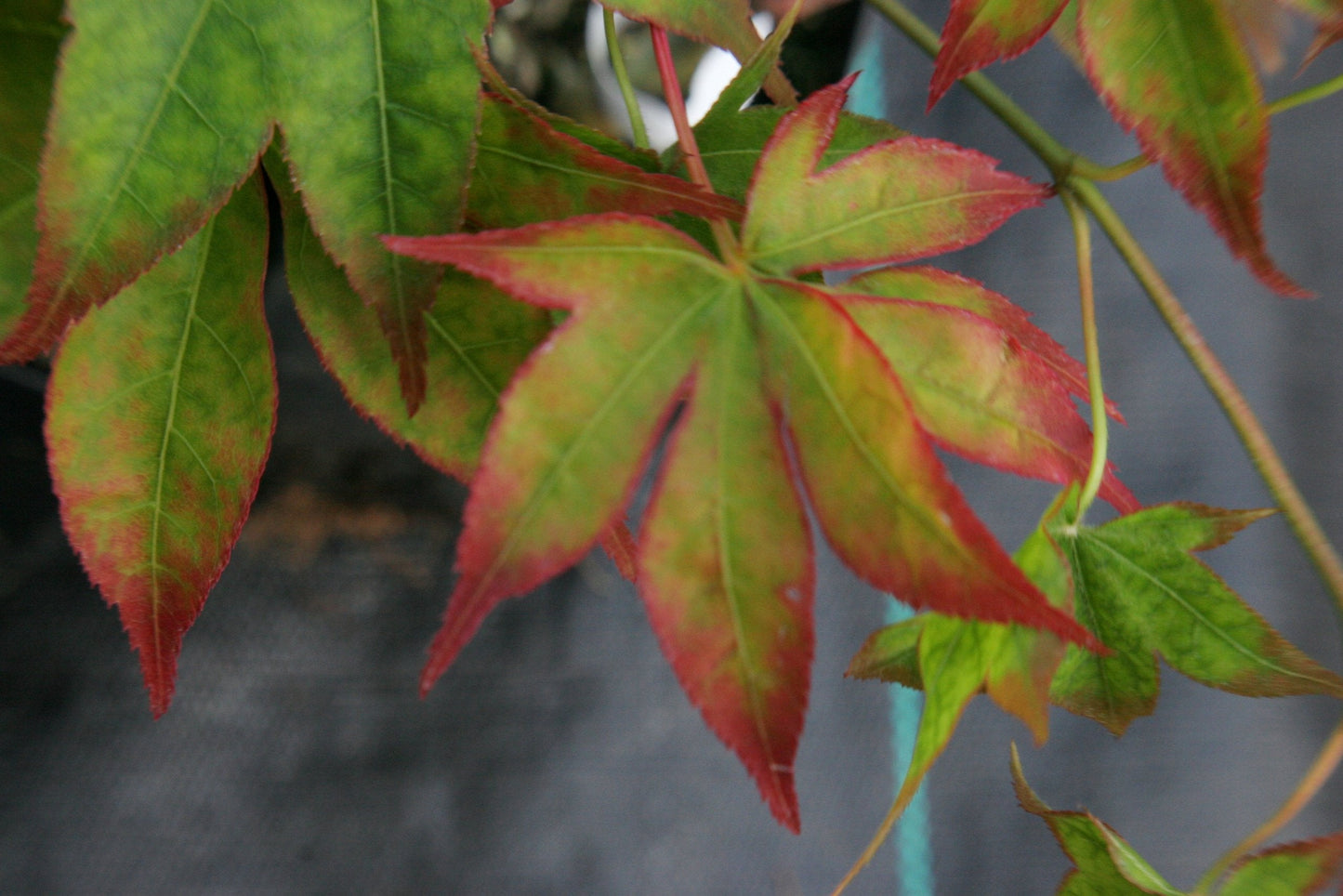 Shigarami Japanese Maple 2 - Year Graft