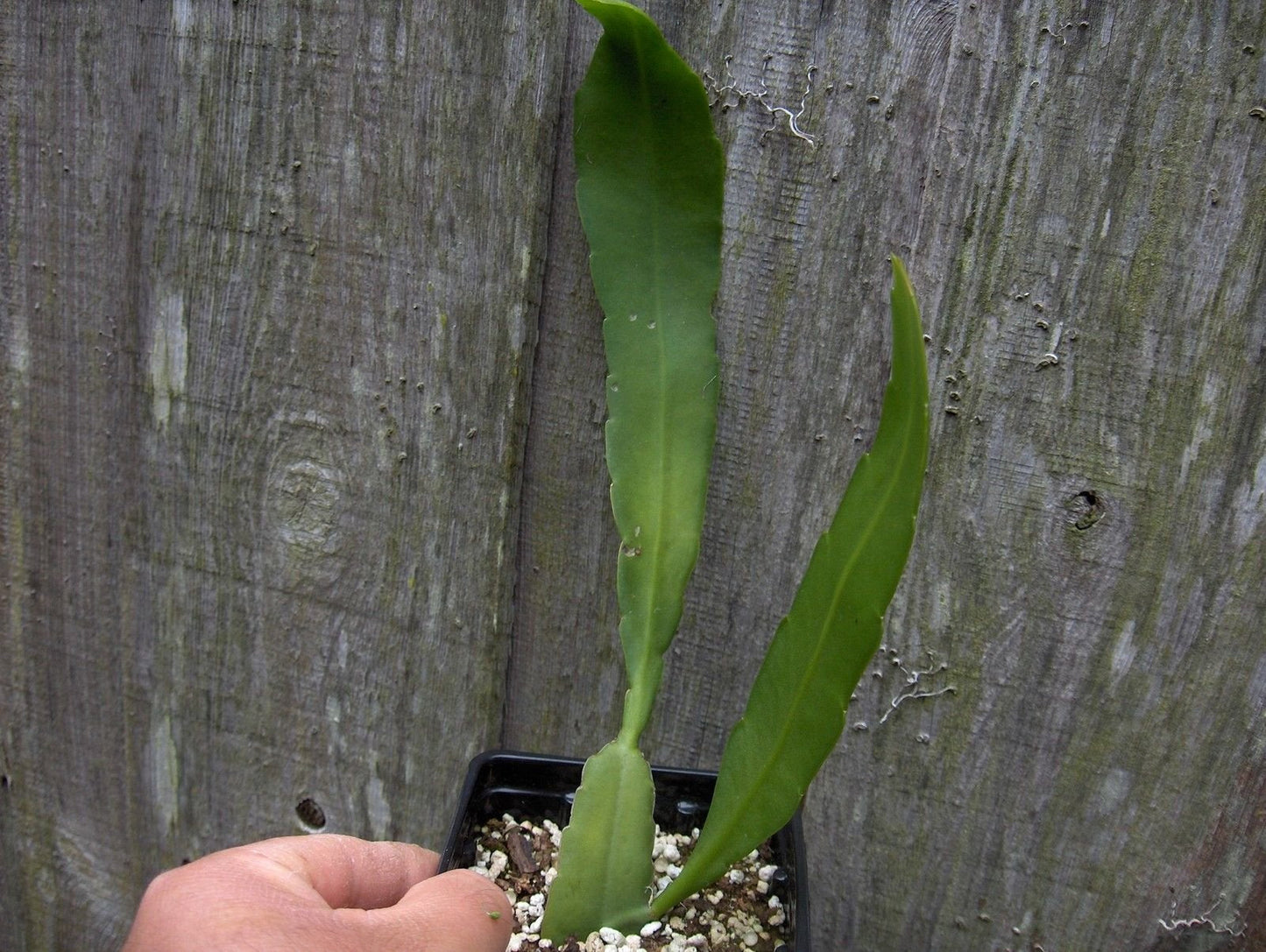 Epiphyllum Strictum Orchid Cactus Succulent