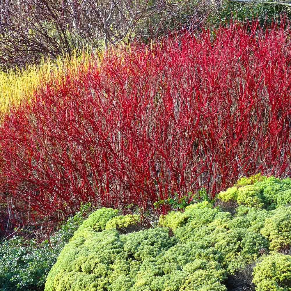 Brighter Blooms - Red Twig Dogwood Shrub, 1 Quart - No Shipping to AK, AZ, FL, HI
