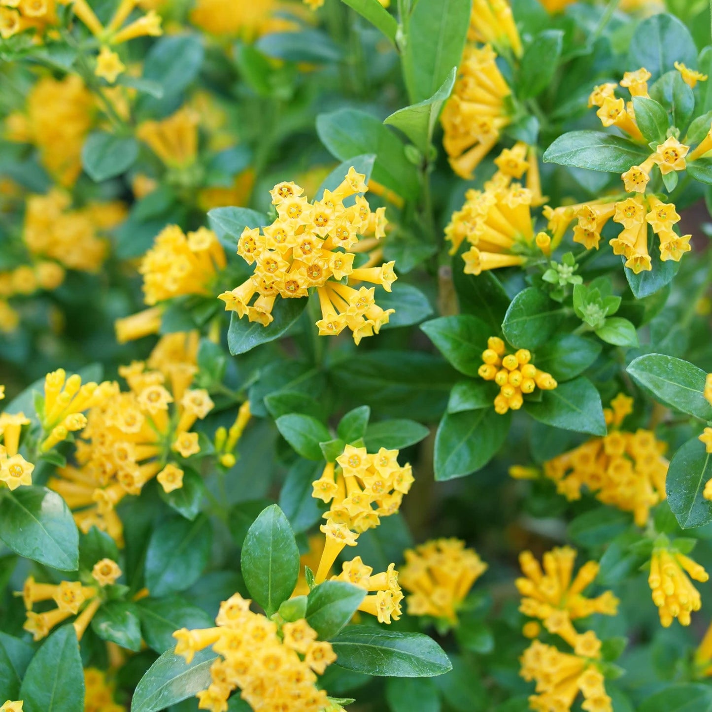 Proven Winners Juiced Orange Jessamine (Cestrum corymbosum) Live Plant, 4.5" Qt, 4 Pack