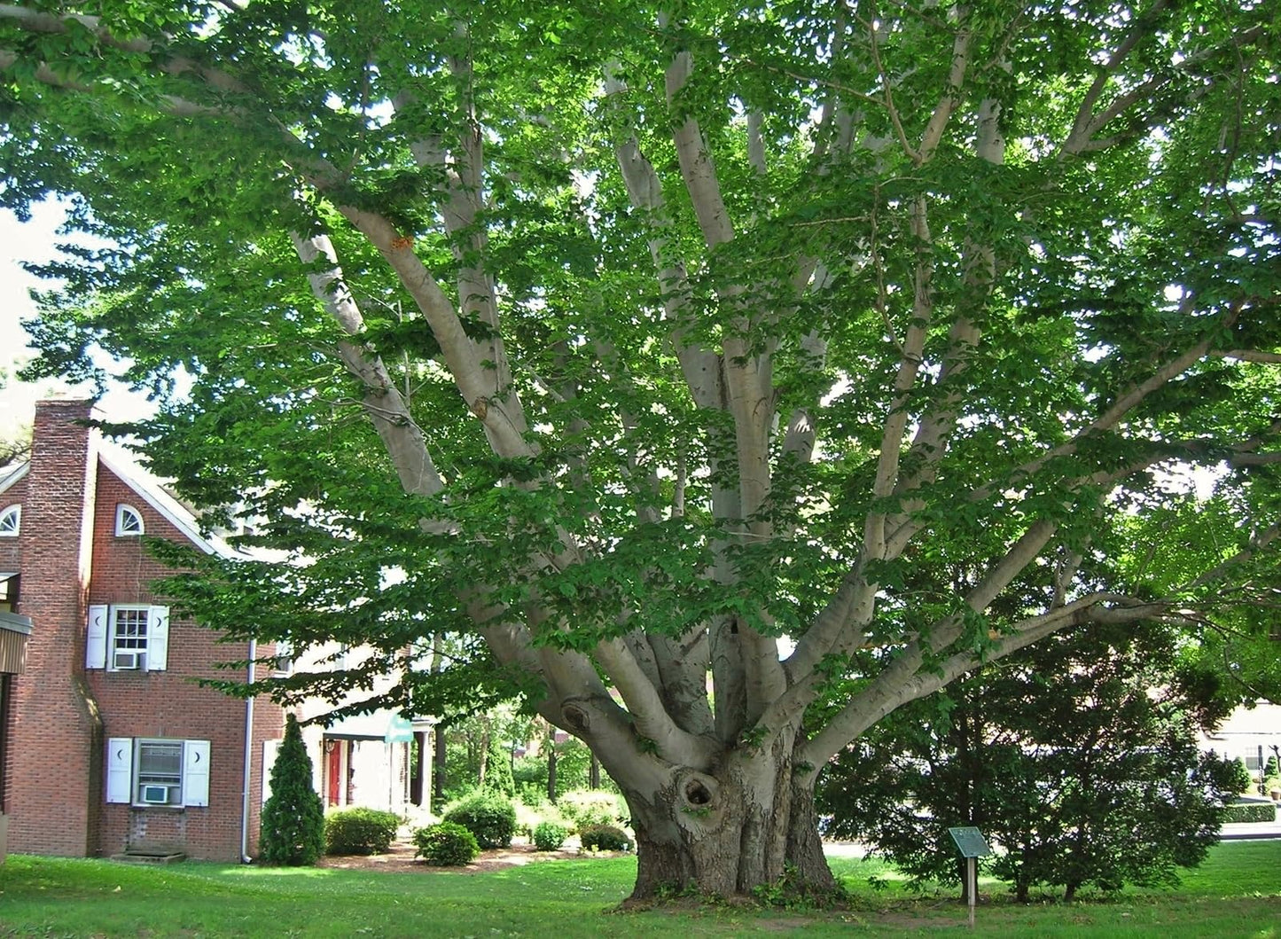 Live Plant - American Beech Tree - Live Plant - 6-12" Tall - Quart Pot - Fagus grandifolia