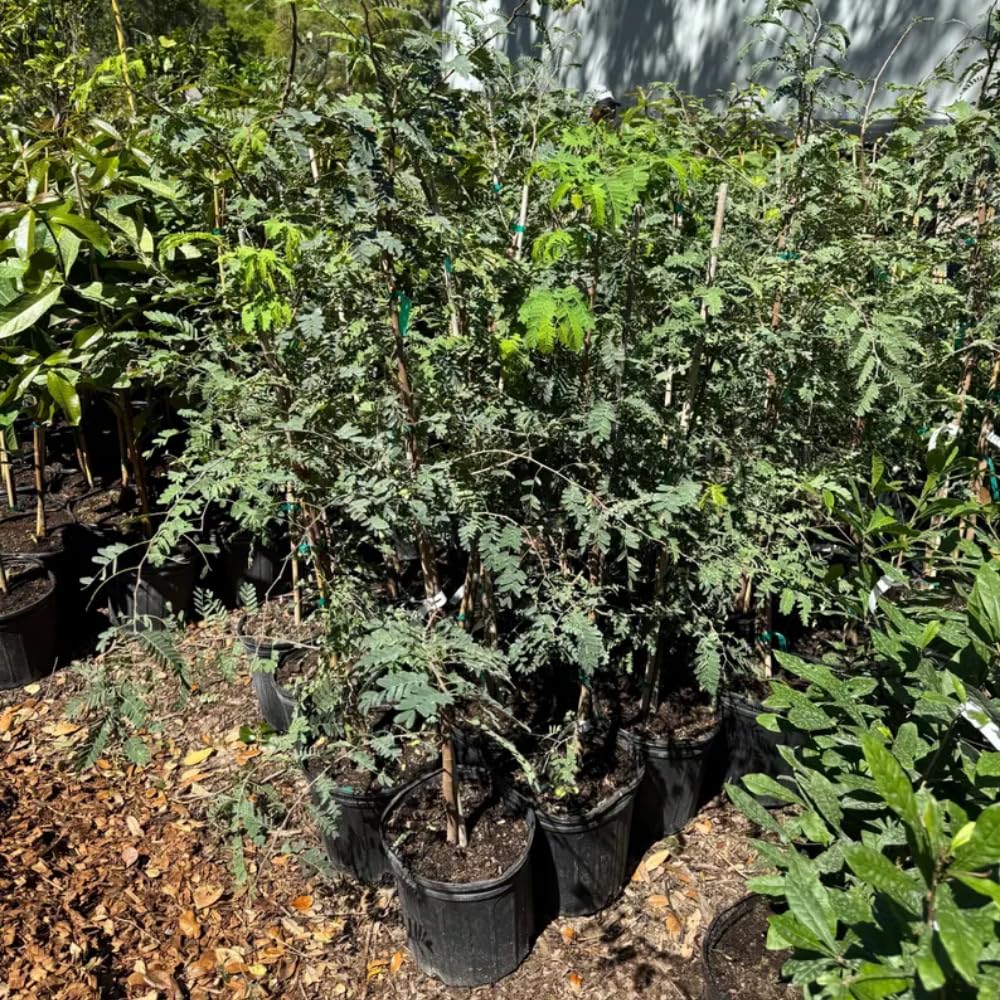 Tamarind Tree Live Plant, 3 Gallon, 4-5 Feet Tall, Live Tamarind Tree, Tropical Fruits Tree, No Ship to CA