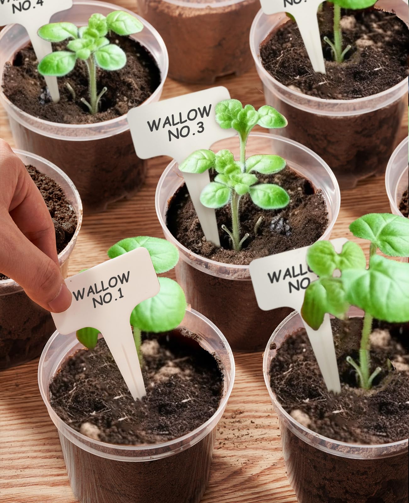 homenote Clear Nursery Pots for Plants,3 Inch Plant Pot for Planting Plastic Seedling with Drainage Holes Seed Starter Flower High Transparency with 20 Labels (60 Pack)