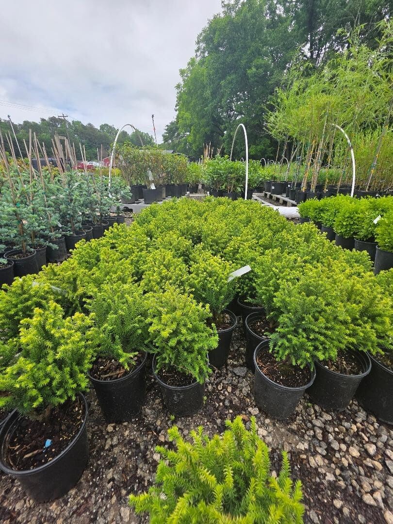 Live Plant - Golden Promise Dwarf Cryptomeria - Live Plant - (2.5 Qt)