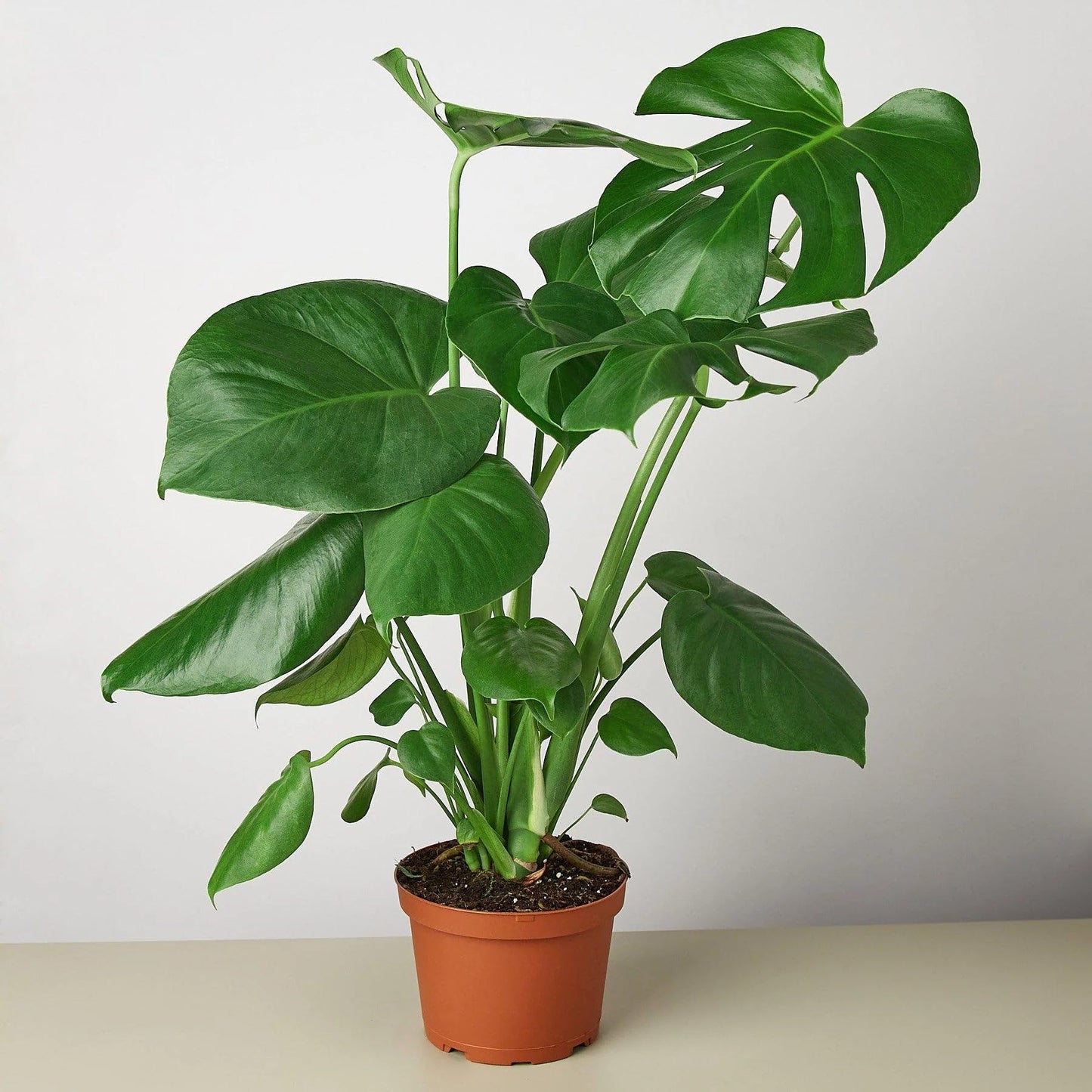 10 Pack Philodendron Monstera Split-Leaf in 6in Pot - Live Plants Tropical Houseplants | Variegated | USA Growers | The Snobby Leaf