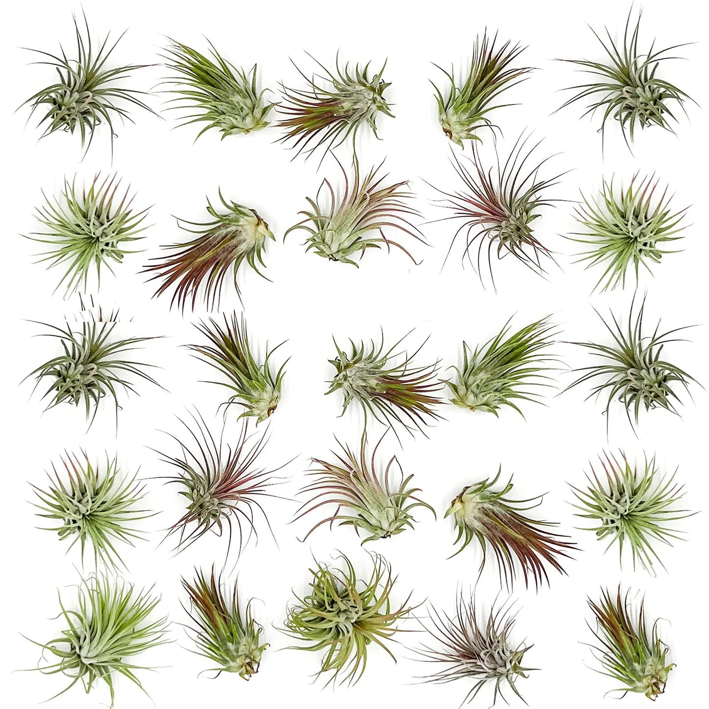 ragnaroc Air Plants Bulk - Tillandsia Ionantha Wholesale Pack, Regular 1-3" - 25ct - Live Arrival Guaranteed - House Plants for Home Decor & Gift