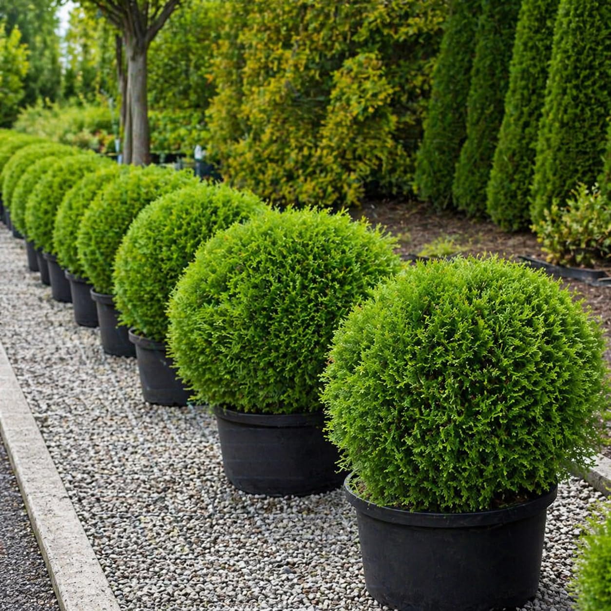 Live Mr Bowling Ball Shrub, 4-6" Tall in Quart Pot, Dwarf Arborvitae, Low Maintenance, Hardy, Decorative Evergreen Shrub with Round Shape for Garden & Landscape