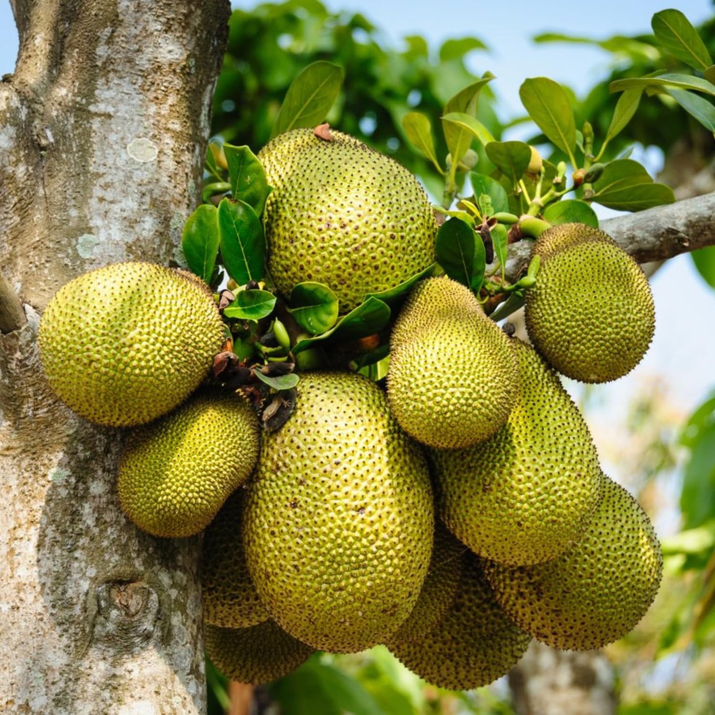 15 Jackfruit Seeds for Planting Home Garden, Tropical Jackfruit Tree Seeds to Grow