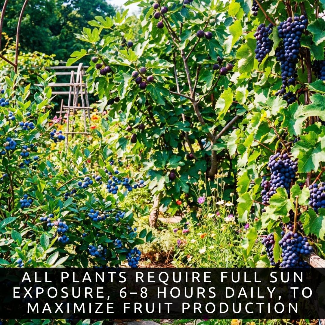 Blue Fruits Bundle - One Live Plant of Each - Bluecrop Blueberry, Mission Fig, Concord Grape - Ship Bare Root (3 Live Fruit Bush Plants) - Easy Grow Edible Fruit Trees and Vines Starter Kit