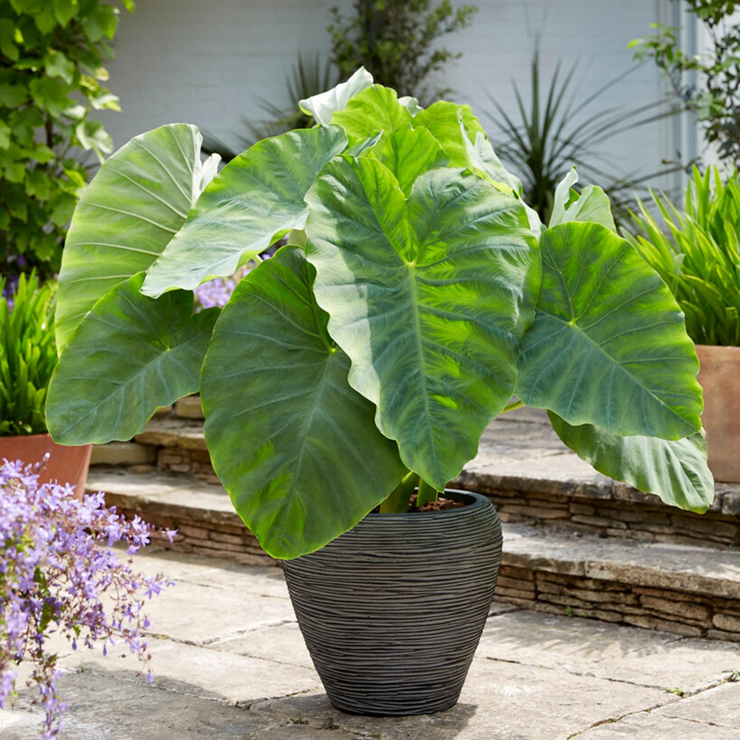 Garden State Bulb Giant Colocasia Elephant Ear Bulbs, 11/13 inches, Spring Planting (Bag of 3)