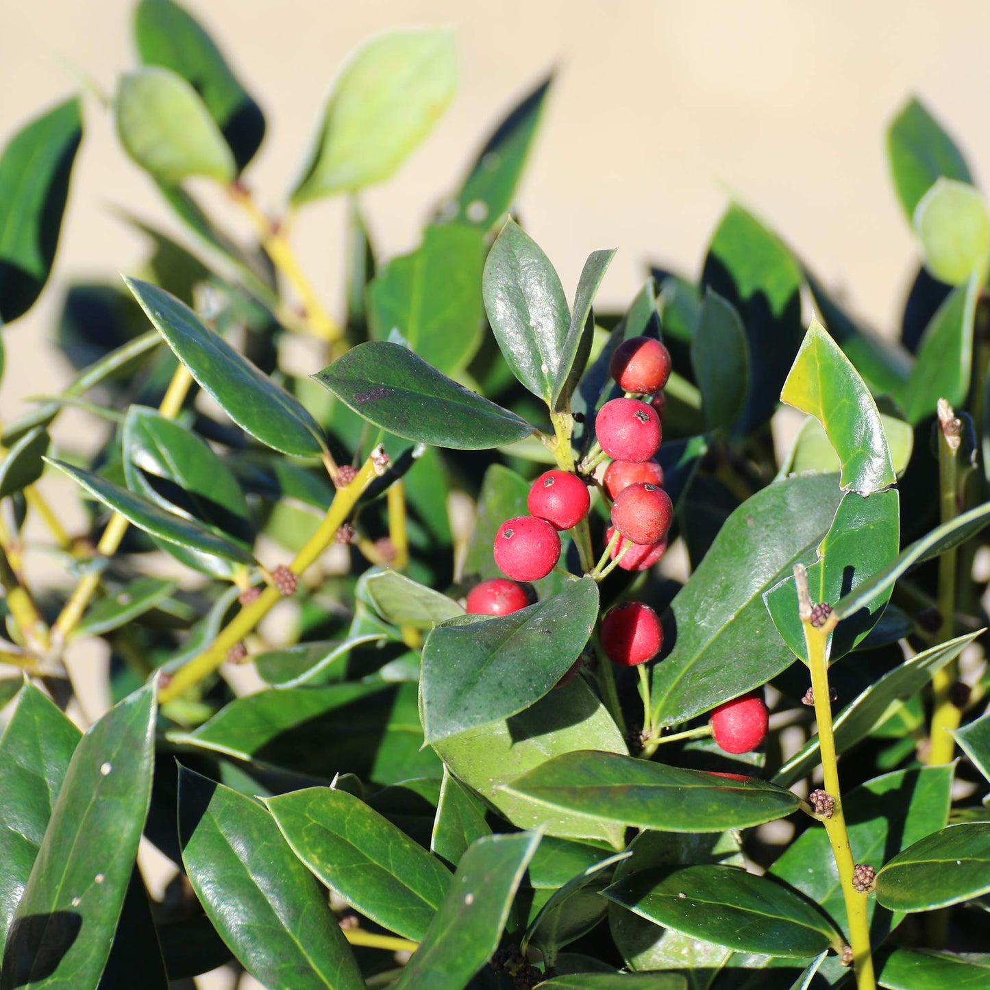 Dwarf Burford Holly 1 Gallon