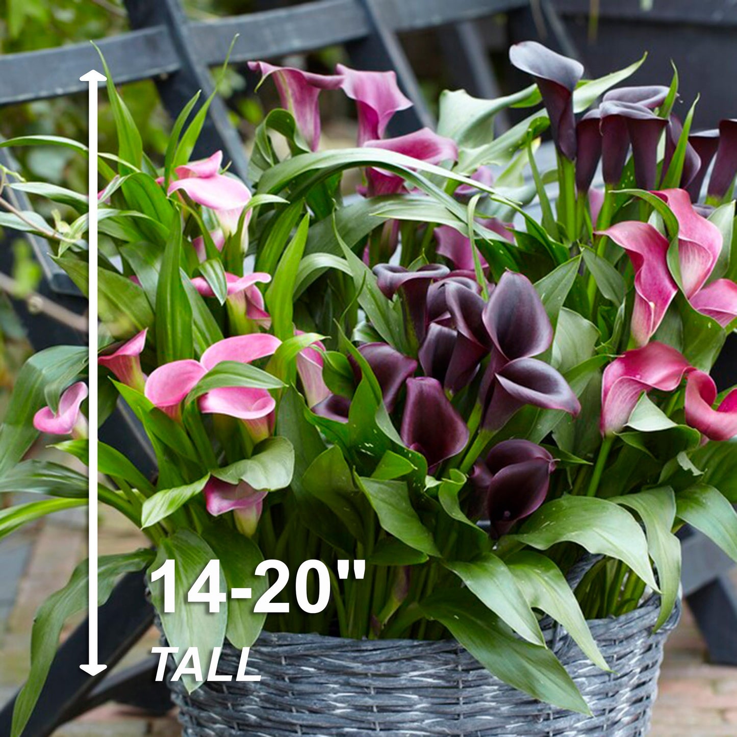 Garden State Bulb Purple Rain Multi-Color Mixed Calla Lily Flower Bulbs, 14/+cm, Spring Planting (Bag of 10)