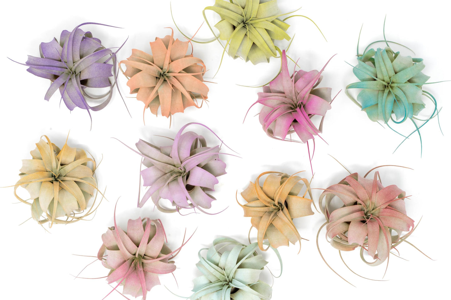 Colorful Mini Tillandsia Xerographica Air Plants in Custom Vibrant Tones - (Citrus, Pack of 3)