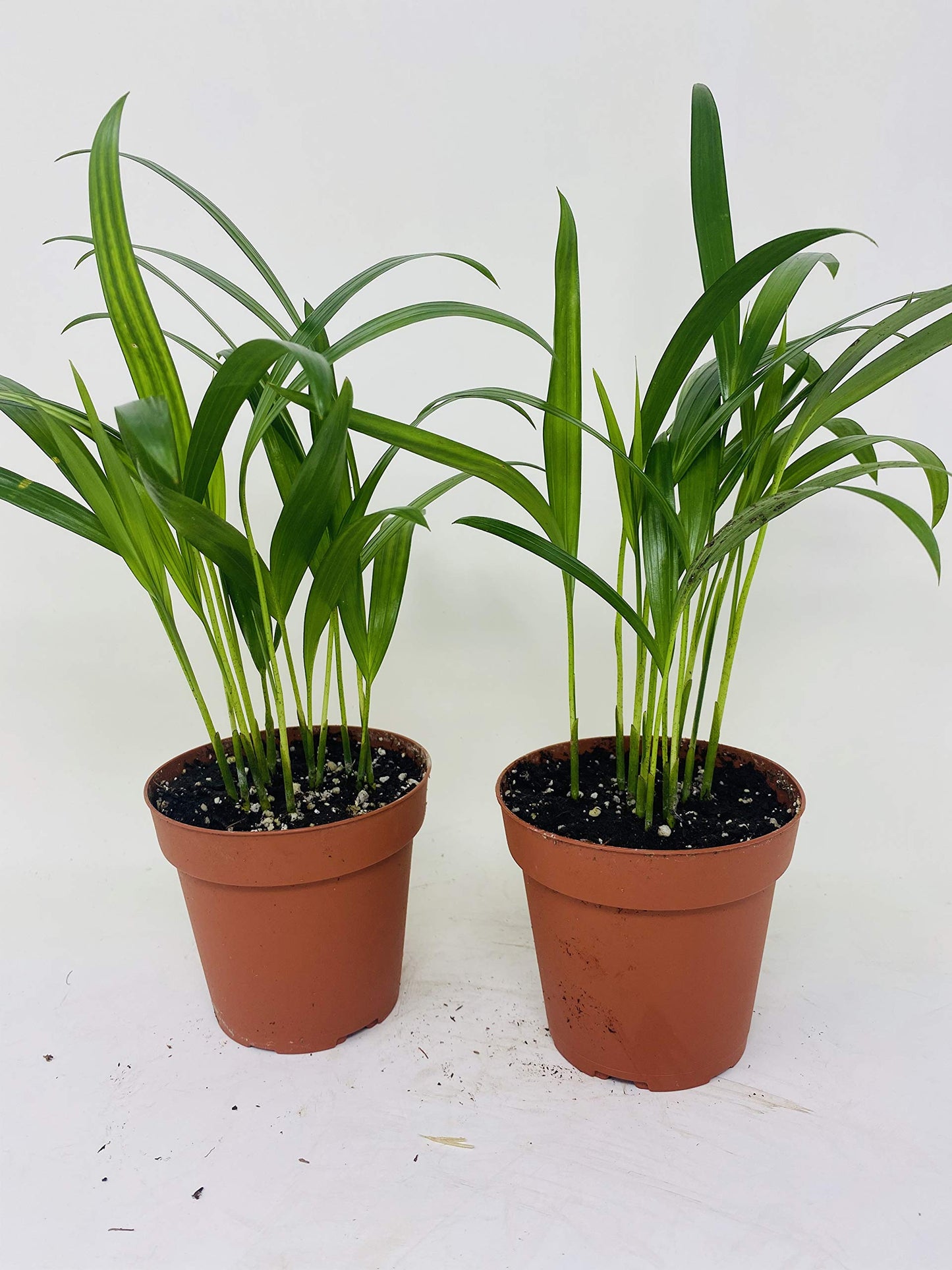 Two areca Palm plant Dypsis lutescens 4'' pot Easy to grow!! unique from Jmbamboo