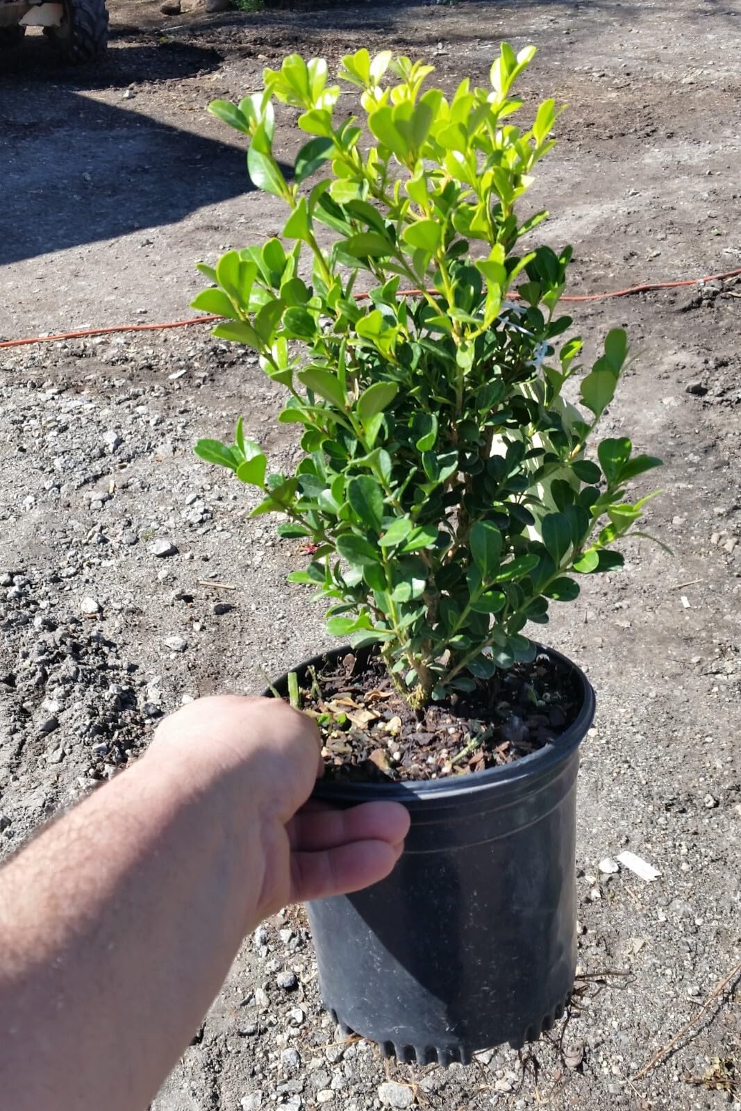 Live Plant - Japanese Boxwood (Buxus) - Live Plant - (2.5 Qt) - Evergreen