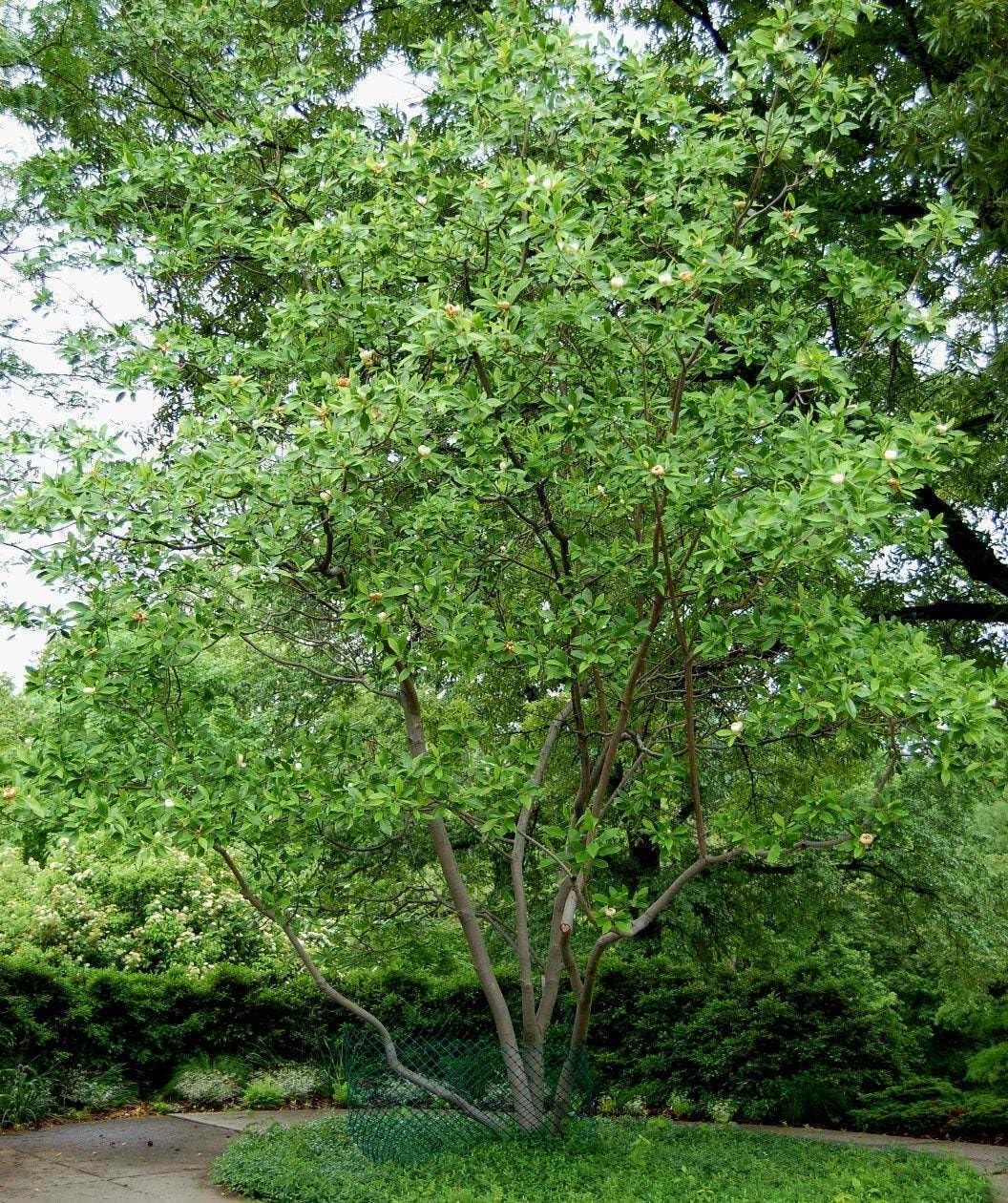 Live Plant - 2 Sweetbay Magnolia Trees - Live Potted Plants - 10-18" Tall - Quart Pots