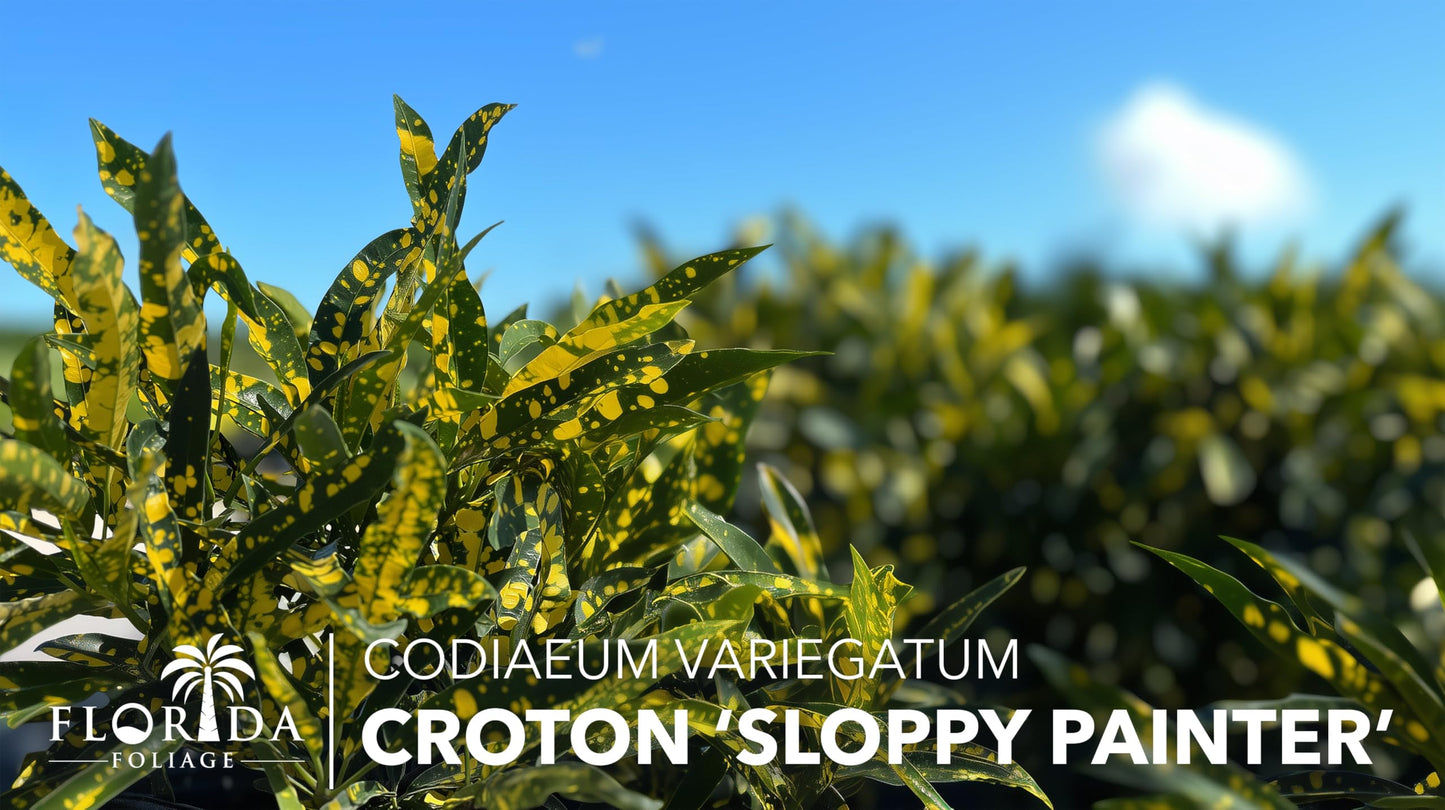Croton Sloppy Painter Eleanor Roosevelt | 3 Live Plants | Codiaeum Variegatum | Outdoor Indoor Foliage, Tropical Houseplant, Easy Care, Vibrant Leaves, Unique Variegation, Low Light Adaptable