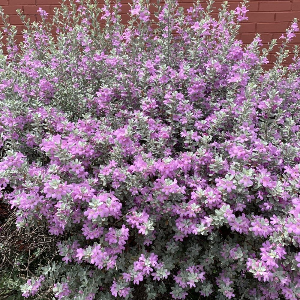 Texas Sage – Live Plants (12)