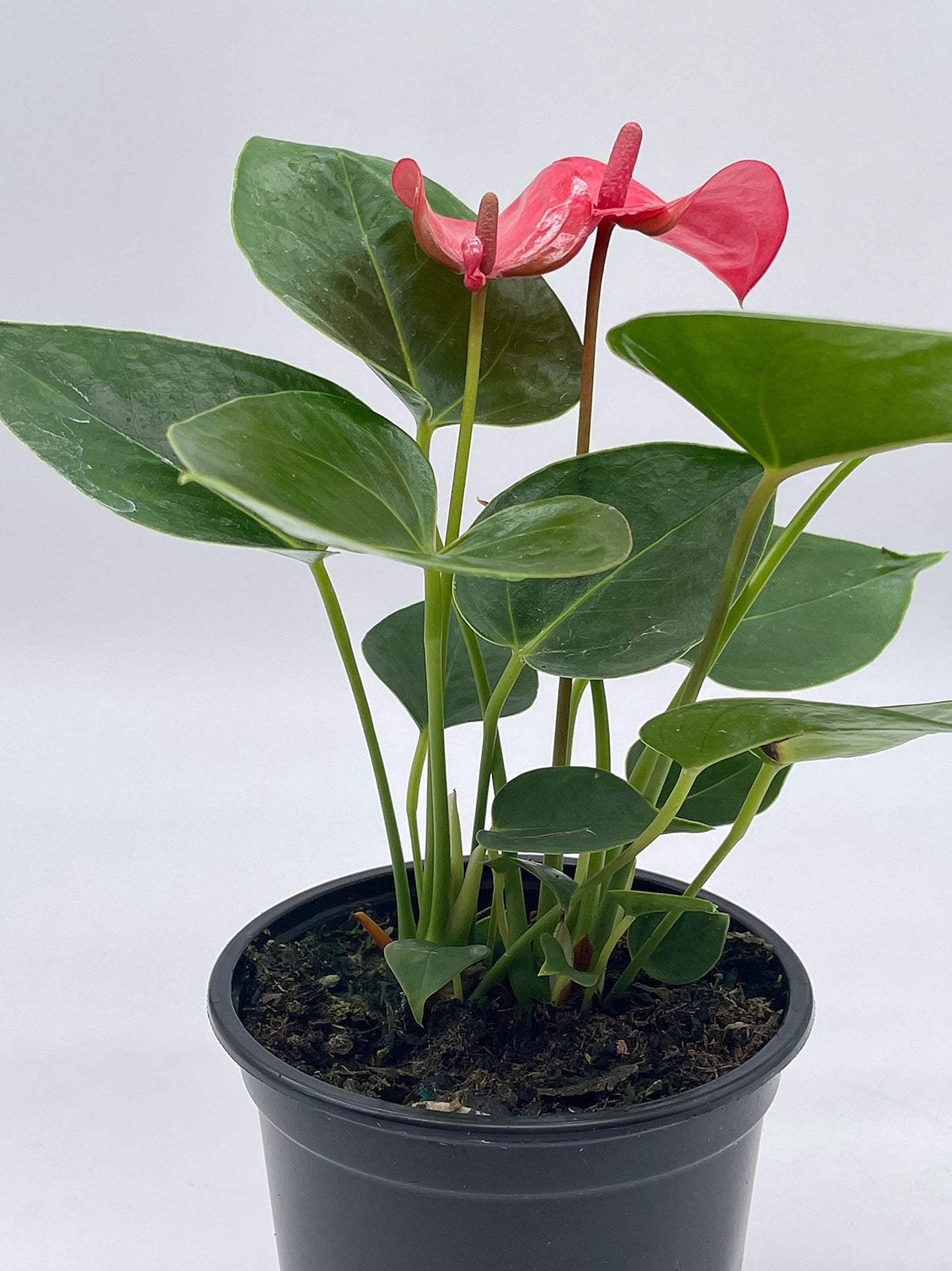 BubbleBlooms Anthurium Pink Flamingo Lily in 4 inch Pot