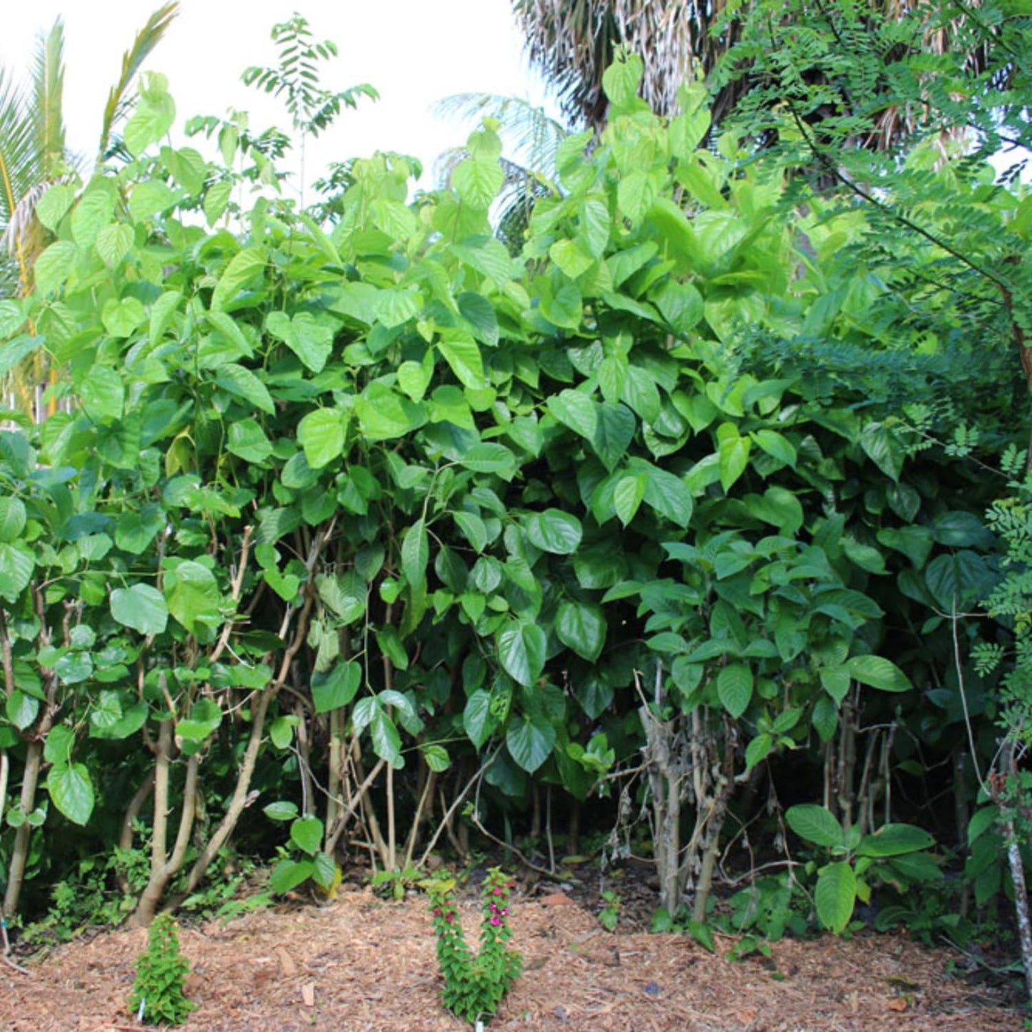 2 Dwarf Everbearing Mulberry Plants Live, 5-9 Inch Tall, Mulberry Fruit Trees Live Plants, Mulberry Seedlings