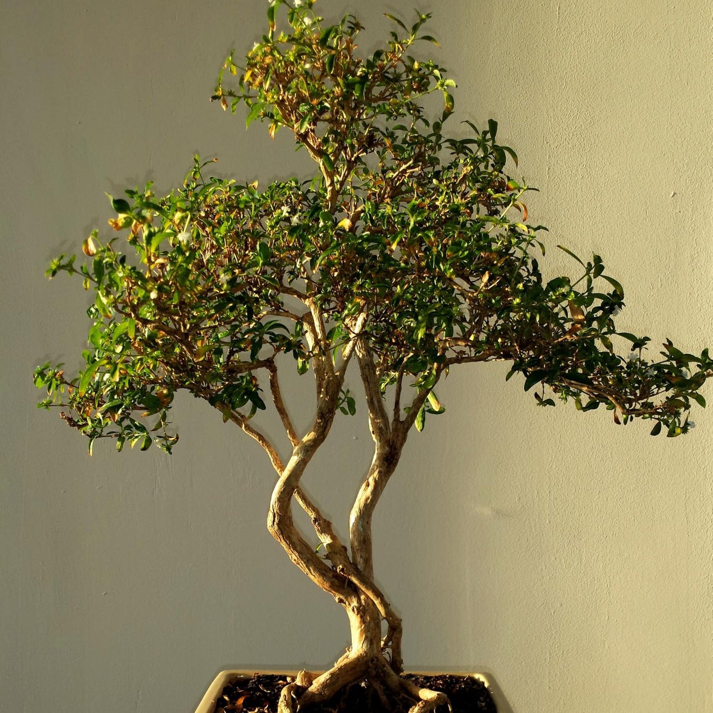 Pomegranate Tree Live Plants, Sweet Pomegranate Tree Plant, Pomegranate Sapling, 5 to 8 Inch Tall
