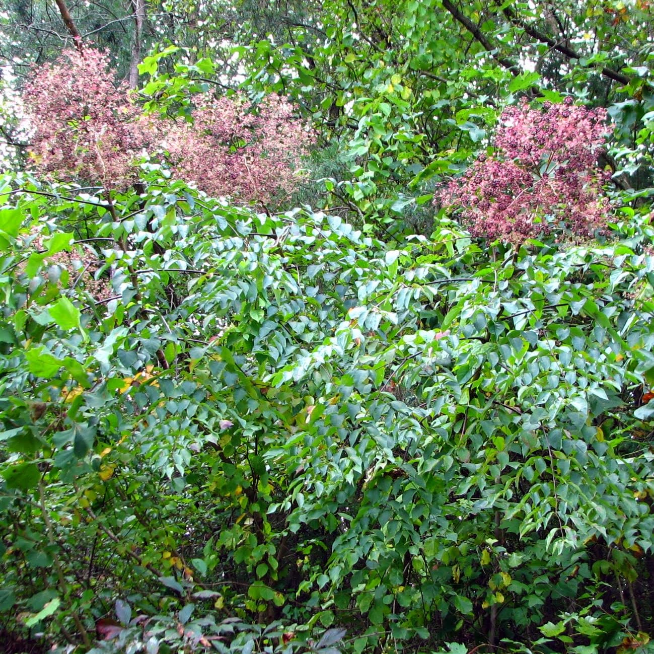 Generic Devil's Walking Stick (Aralia spinosa) Seeds, Various