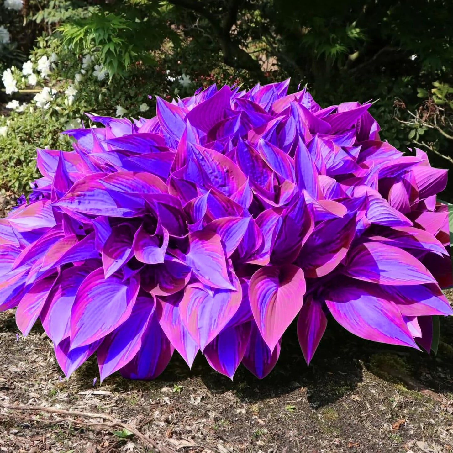 6 Mixed Color Hosta Plants for Growing - Growers Choice, Easy to Grow Hosta Root Stock (6 Hosta Roots)