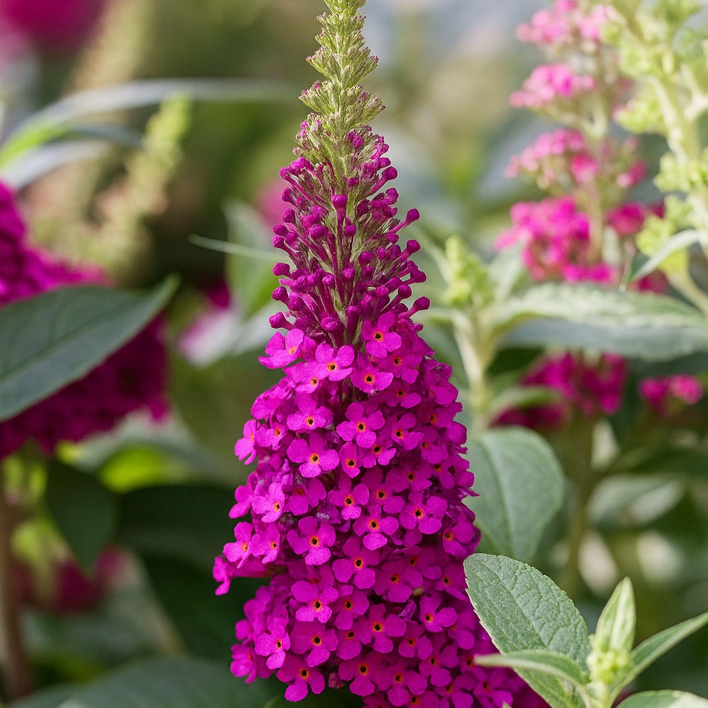 Easy to Grow Buddleia Butterfly Bush Buzz Hot Raspberry 1 Plant - Potted Perennial Flower in a Quart Pot, Summer Fragrant Magenta Pink Blooms in Sun