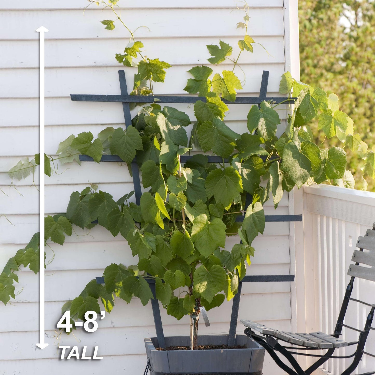 Garden State Bulb Himrod Seedless Grape Bare Root for Planting, Non-GMO, Spring Planting (Bag of 2)