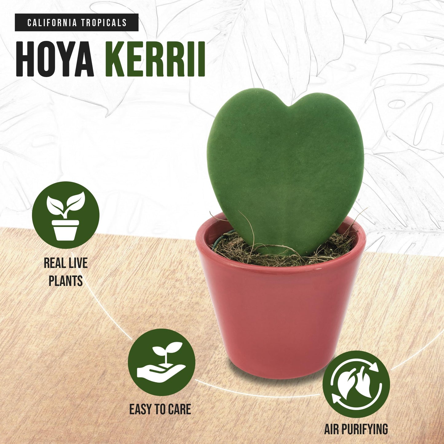 Hoya Kerrii (Non-Variegated 2+ Leaves) - 4" Pot from California Tropicals