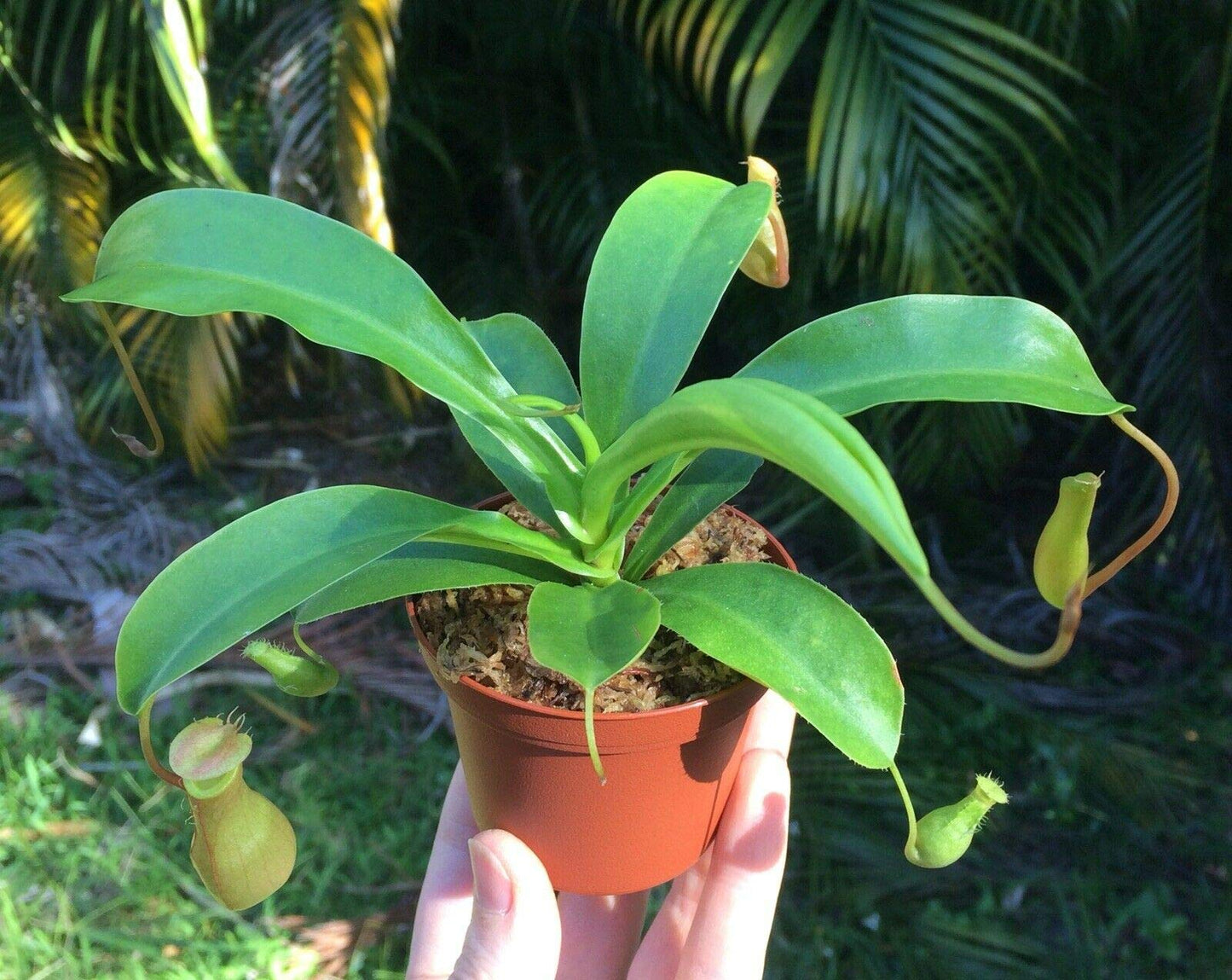 Live Carnivorous Pitcher Plant Nepenthes Alata - 3" Potted