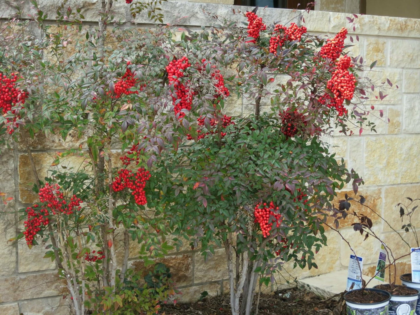 Live Plant - 10 Heavenly Bamboo Shrubs, Sacred Bamboo, 6-9" Tall, 2.5" Pot, Nandina Domestica