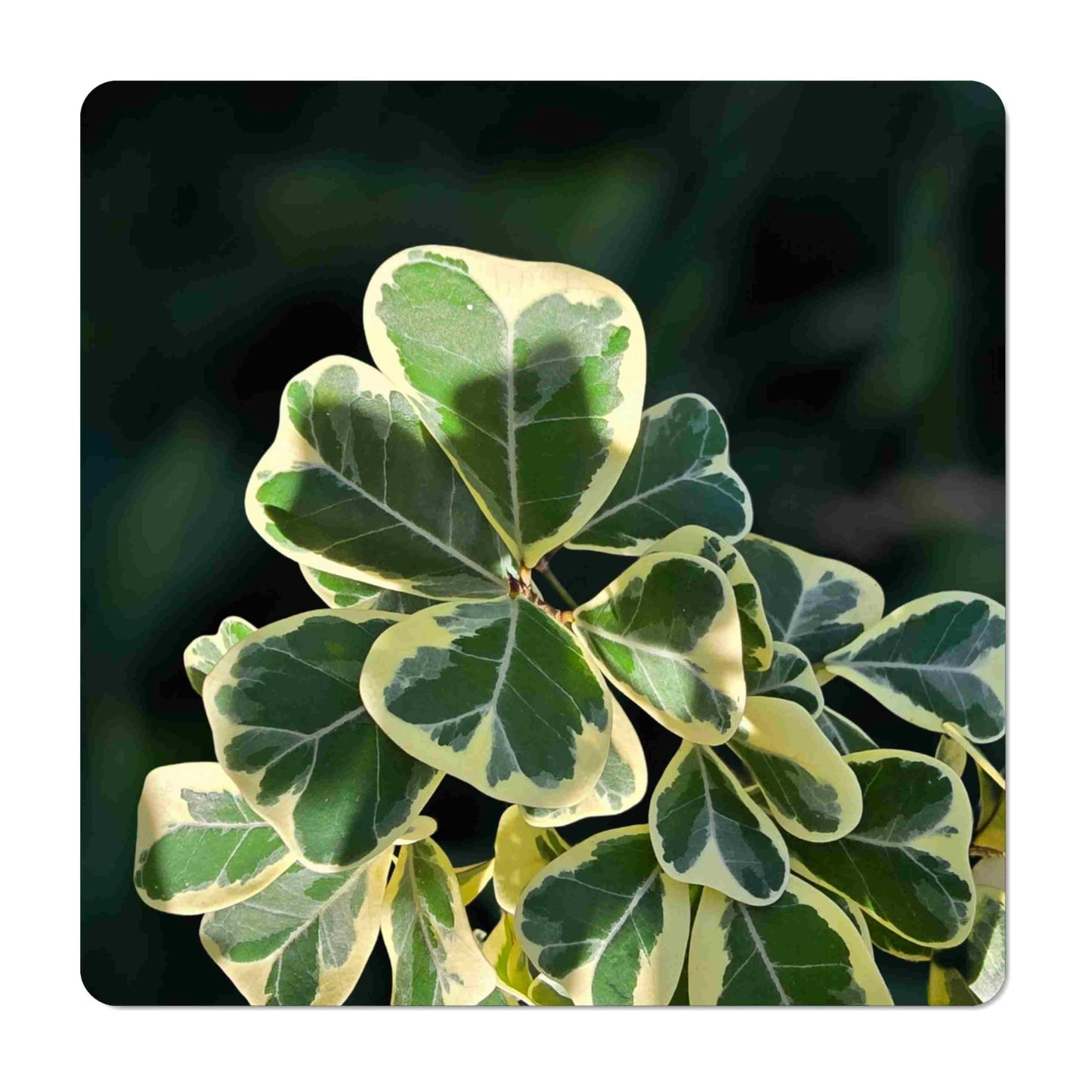 Variegated Ficus Triangularis - Live Tropical Shrub Plant - White Green Heart-Shaped Leaf - Emerald Goddess Gardens - Starter Sz 4 Inch Pot