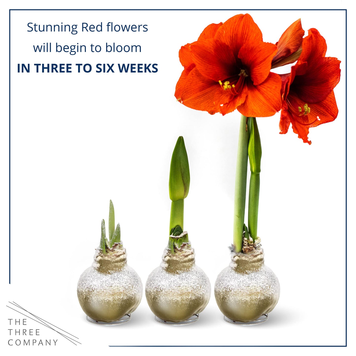 Snow Flecked Waxed Amaryllis Bulb 2-Pack – Gold Wax with Red Blooms – Live Holiday Gift Plant, Easy Care, No Watering Needed