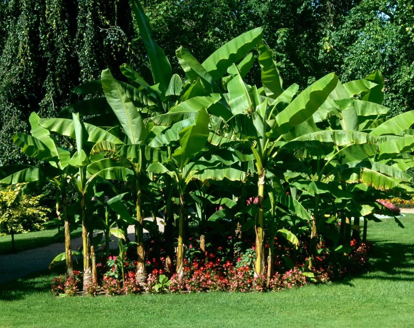 2 Plants Musa Basjoo Banana Tree - Cold Hardy Variety - 8 to 10" Tall - Perfect for Any Garden