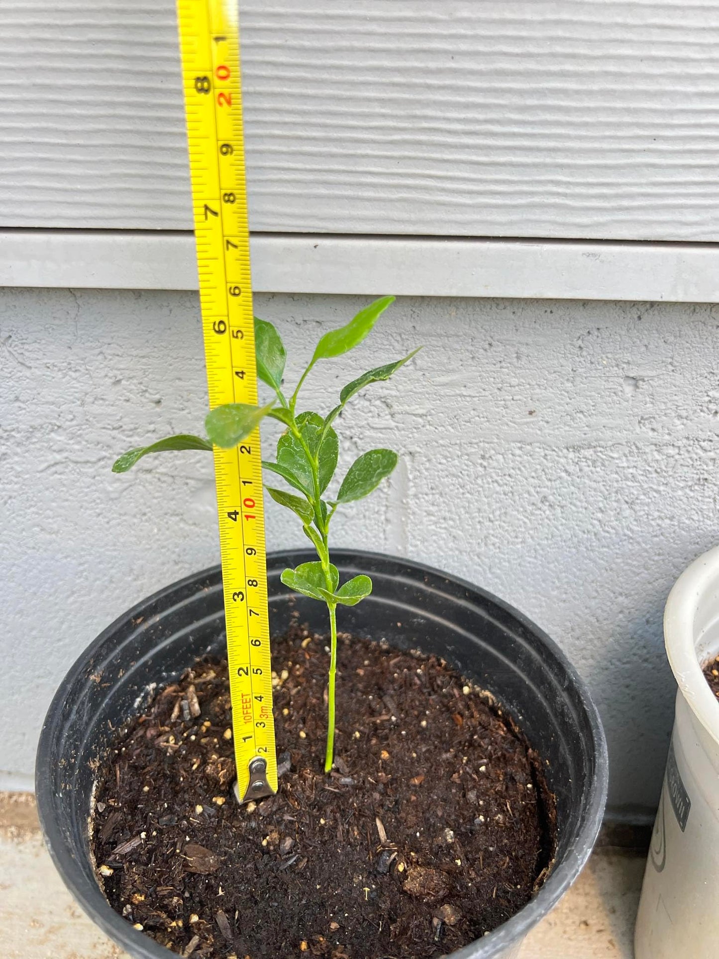 Live Kaffir Lime Tree Plant, Citrus Hystrix, Plant Starter Kit - Cannot Ship to FL, AZ, TZ, CA, LA, HI
