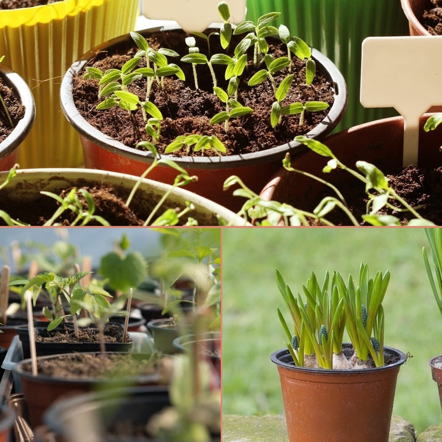 KINGLAKE 100 Pcs 4" Plastic Plants Nursery Pot/Pots Seedlings Flower Plant Container Seed Starting Pots,4 Inch,Red