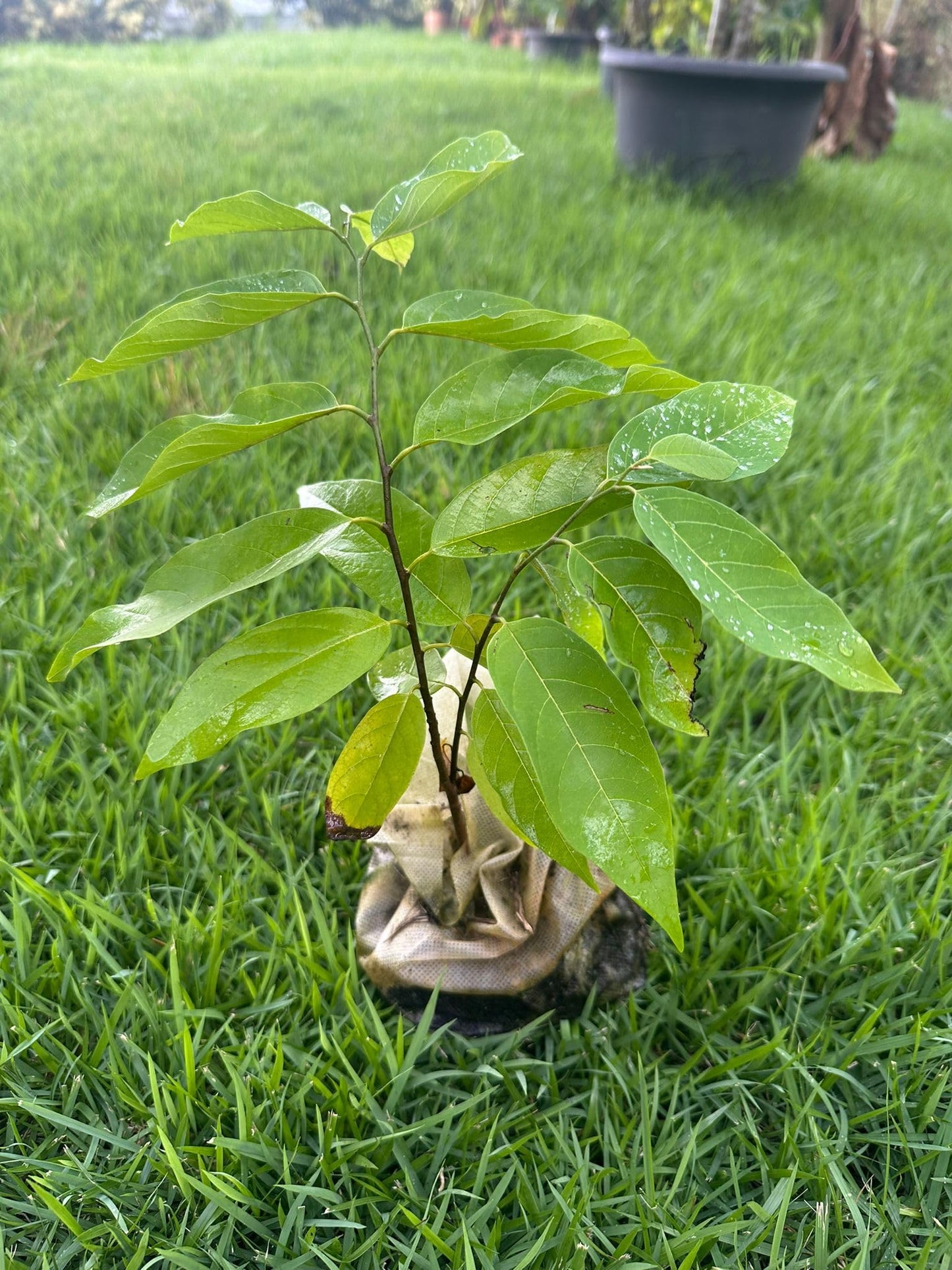 Sugar Apple Tree – 8–12 in Live Tropical Fruit Tree Seedling (Annona squamosa) | Naturally Grown from Seed | Sweet, Custard-Like Fruit | Rare Fast-Growing Live Plant for Home Garden or Patio