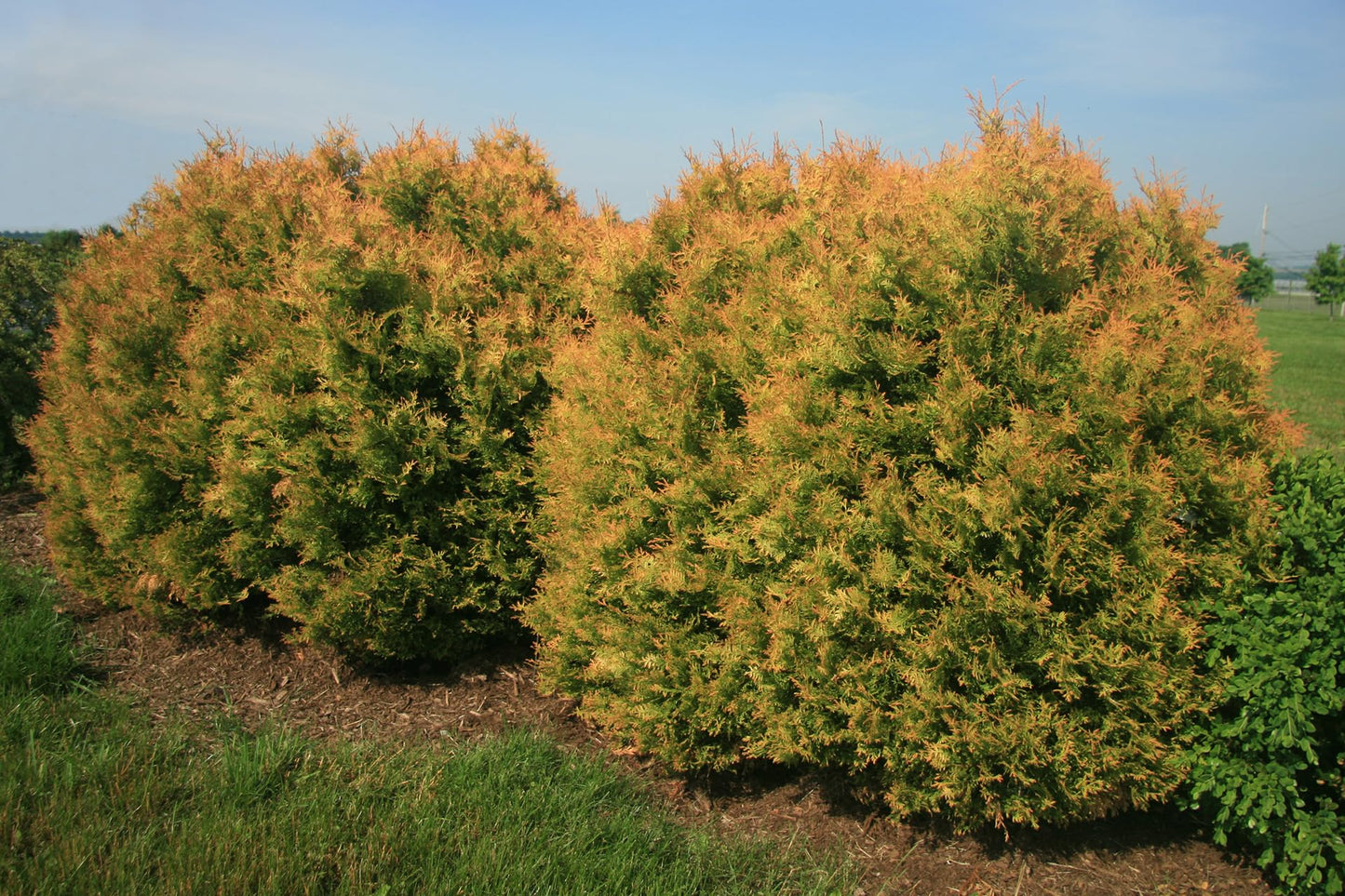 Fire Chief Arborvitae Evergreen Shrub, Gold Spring Foliage, 1 Gallon