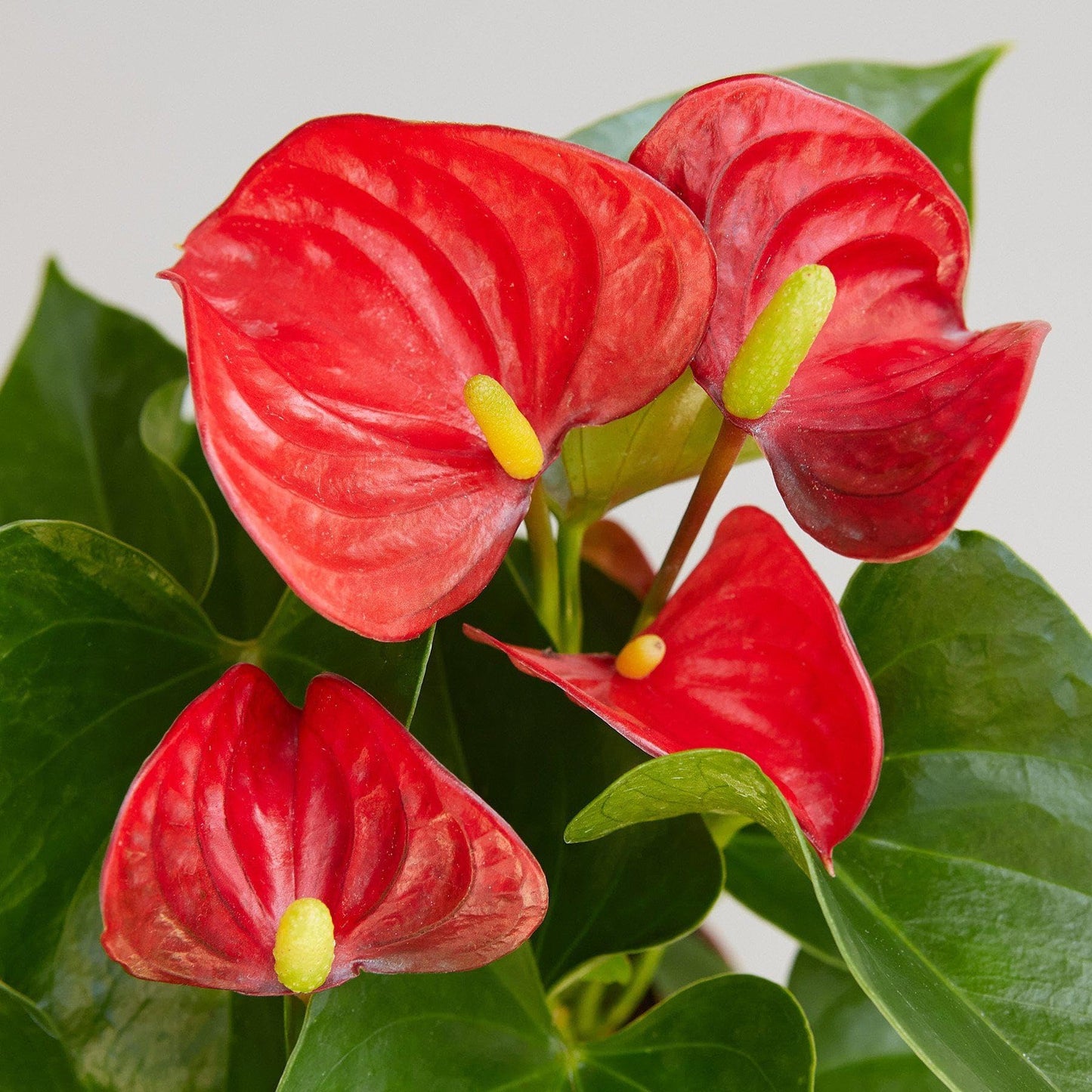 Anthurium 'Red' | Live Plant for Indoor & Outdoor | for Living Room, Office, Bathroom | (4" Pot)