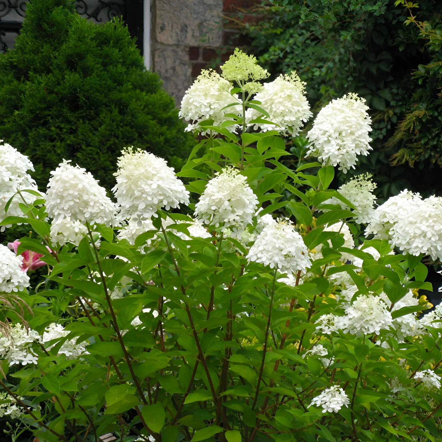 Pee Gee Hydrangea – Large Flowering Shrub with White Blooms, Hardy Live Plant for Garden & Landscape (1 Gallon/Single)