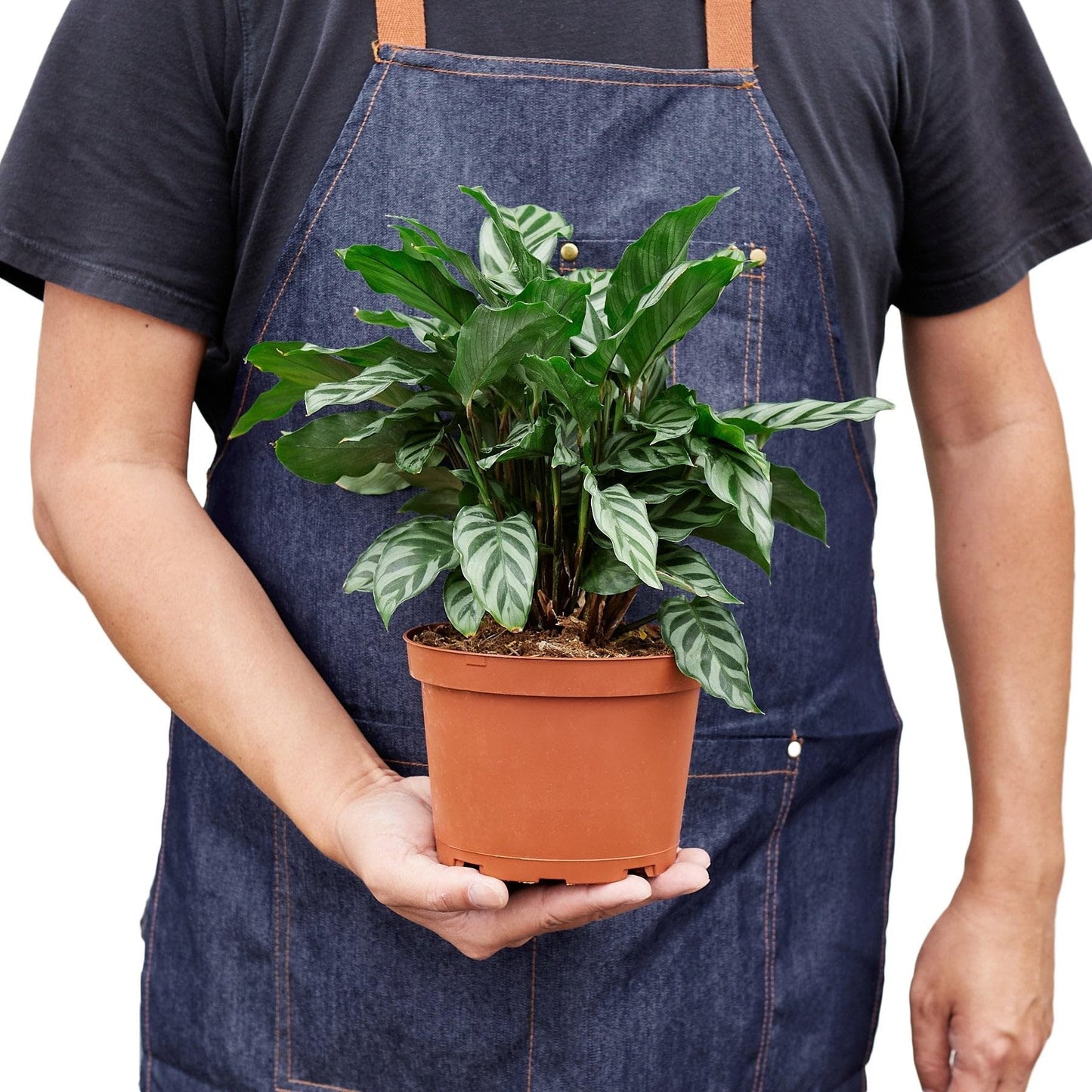 Calathea Coincinna Freddie | Live Plant for Indoor & Outdoor | for Living Room, Office, Bathroom | (4" Pot)