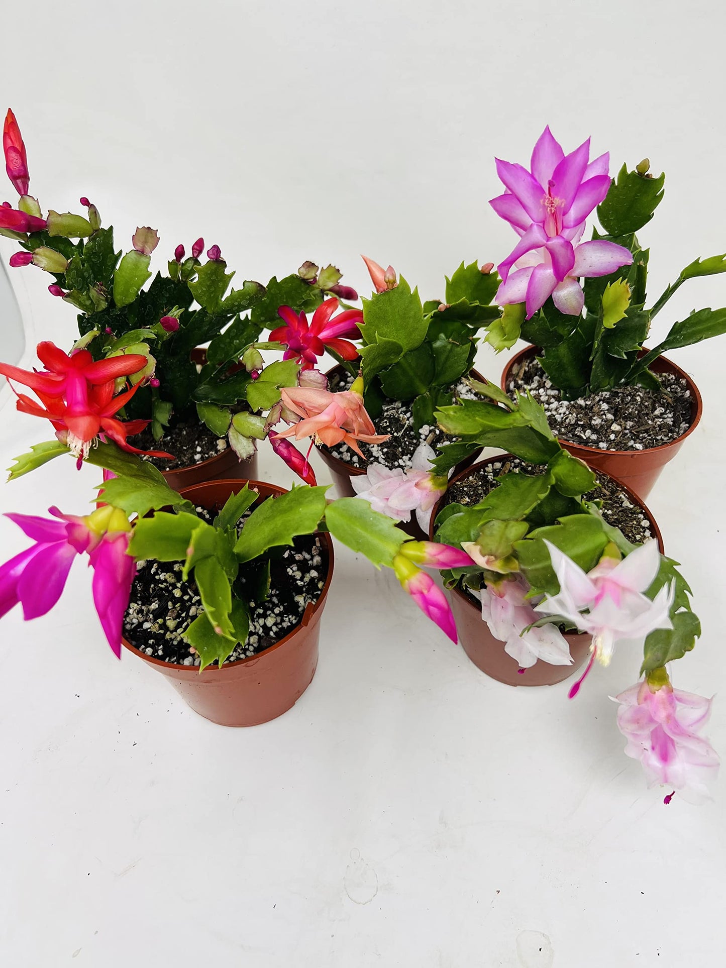 JM BAMBOO Christmas Cactus Party of 3 Plants -Unique Zygocactus Plants 4inch pots
