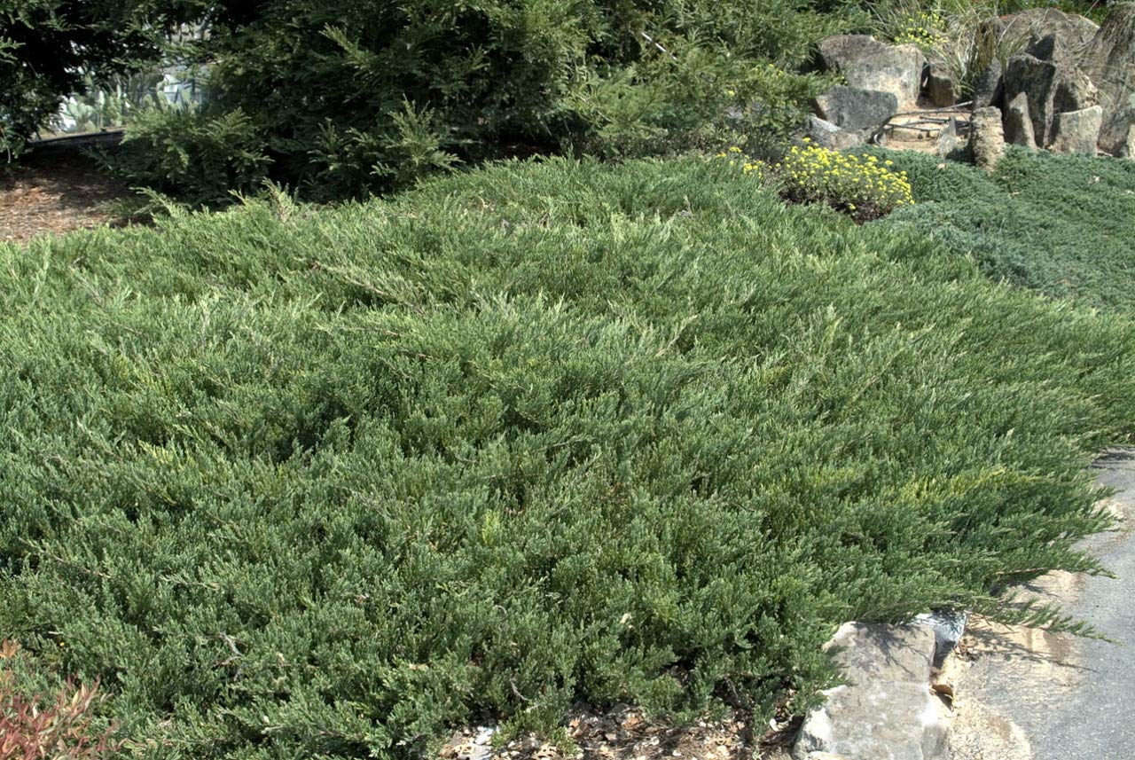 Juniper Andorra Compacta - 10 Live Plants - Juniperus Horizontalis - Drought Tolerant Cold Hardy Evergreen Ground Cover