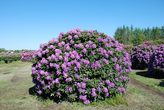 (1) - Catawba Boursault Rhododendron - Starter Plant (L7) (1 Live Plant)