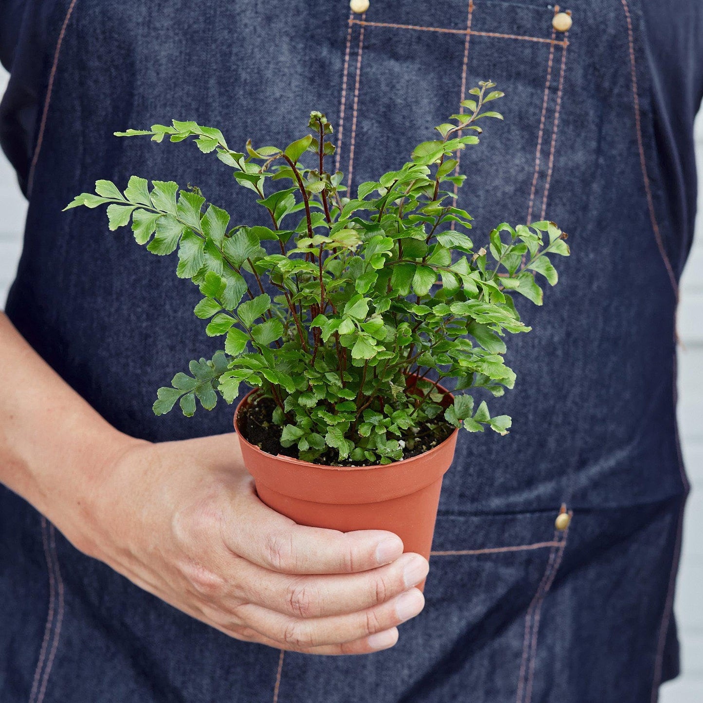 Mahogany Fern | Live Plant for Indoor & Outdoor | for Living Room, Office, Bathroom | (4" Pot)
