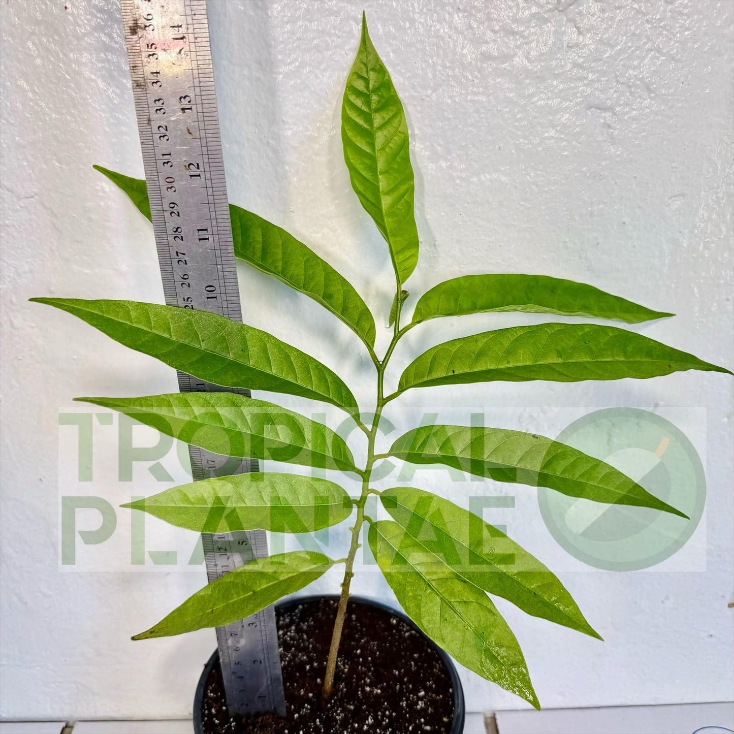 Sugar Apple Live Fruit Tree 10”-20” Tropical Plantae