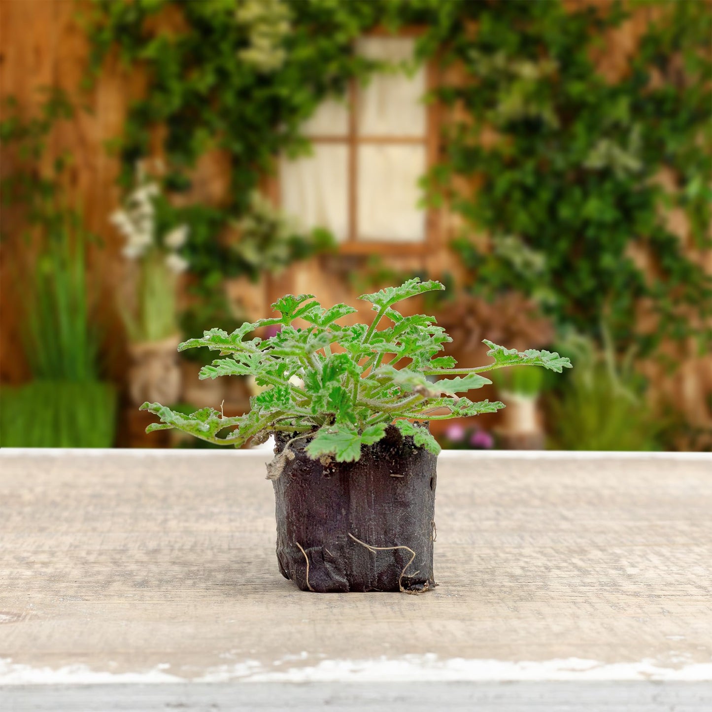 Live Citronella Geranium Plant Plugs (4-Pack), Pelargonium Citronella Scented Seedlings