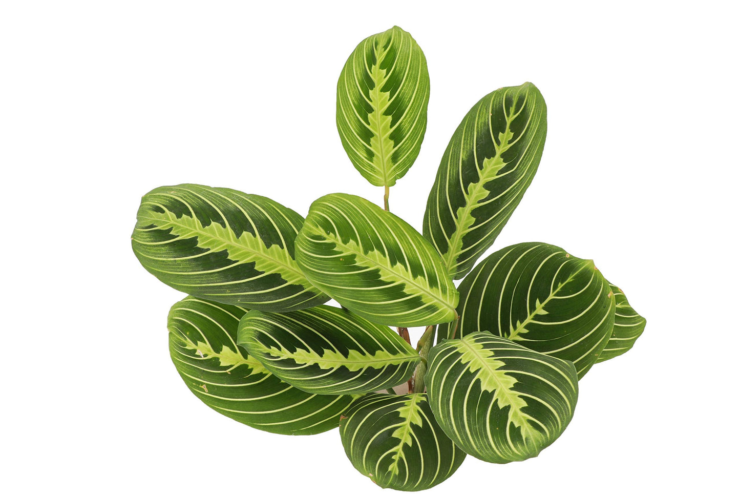 Thorsen's Greenhouse Prayer Plants Set of 2, Maranta leuconeura, Pet Safe, Low Light, Live Indoor Plants, 4" Diameter Plants, Classic Pots (Brushed Silver)