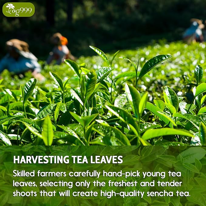 TOG999, Premium 120 Sencha Green Tea Bags, 100% Natural & Pure from Sencha Green Tea Leaves. Loose Leaf Sencha Herbal Tea. No Sugar, No Gluten, Vegan.